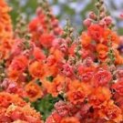 25 Seeds - Bright Orange Hollyhock Seeds - Beautiful Flower Home Garden #trck7