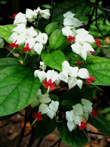 25 Seeds - White Red Bleeding Heart Seeds - Beautiful Flower Home Garden #trck7
