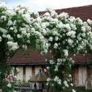 10 Seeds - Climbing White Rose Seeds - Beautiful Flower Home Garden #trck7