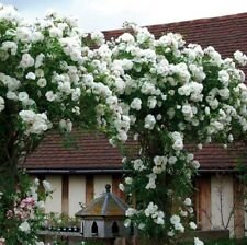 10 Seeds - Climbing White Rose Seeds - Beautiful Flower Home Garden #trck7