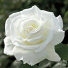 10 Seeds - Double White Rose Seeds Flower Bush - Beautiful Flower Home Garden #trck7