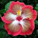 20 Seeds - White Pink Red Hibiscus Seeds - Beautiful Flower Home Garden #trck7