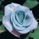 10 Seeds - Blue Rose Seeds Flower Bush Perennial Shrub - Beautiful Flower Home Garden #trck7