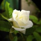 10 Seeds - White Rose Seeds Flower Bush Perennial Shrub - Beautiful Flower Home Garden #trck7