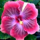 20 Seeds - Pink Purple Hibiscus Seeds Perennial Flower - Beautiful Flower Home Garden #trck7