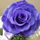 10 Seeds - Light Blue Rose Seeds Flower Bush Perennial Shrub - Beautiful Flower Home Garden #trck7