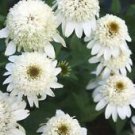 50 Seeds - Double White Coneflower Seeds Echinacea Flower - Beautiful Flower Home Garden #trck7