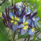 5 Seeds - Blue Yellow Plumeria Seeds - Beautiful Flower Home Garden #trck7
