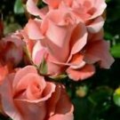 10 Seeds - Salmon Rose Seeds Flower Bush Shrub Flowers - Beautiful Flower Home Garden #trck7