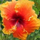 20 Seeds - Yellow Orange Hibiscus Seeds - Beautiful Flower Home Garden #trck7