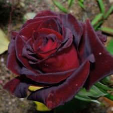 10 Seeds - Double Deep Red Rose Seeds - Beautiful Flower Home Garden #trck7