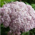 5 Seeds - Incredible Blush Hydrangea Seeds - Beautiful Flower Home Garden #trck7
