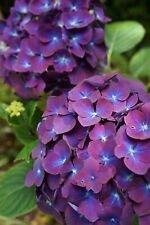5 Seeds - Purple Blue Hydrangea Seeds - Beautiful Flower Home Garden #trck7