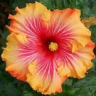 20 Seeds - Red Yellow Orange Hibiscus Seeds - Beautiful Flower Home Garden #trck7