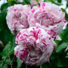 10 Seeds - Double Pink White Rose Seeds - Beautiful Flower Home Garden #trck7