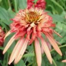 50 Seeds - Double Salmon Coneflower Seeds - Beautiful Flower Home Garden #trck7