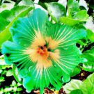 20 Seeds - Green Yellow Hibiscus Seeds - Beautiful Flower Home Garden #trck7