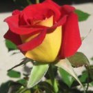 10 Seeds - Yellow Red Rose Seeds Flower Bush - Beautiful Flower Home Garden #trck7