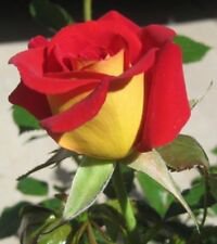 10 Seeds - Yellow Red Rose Seeds Flower Bush - Beautiful Flower Home Garden #trck7