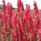 50 Seeds - Red Delphinium Seeds Perennial Garden Flower - Beautiful Flower Home Garden #trck7