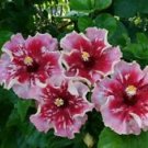 20 Seeds - Pink Red Hibiscus Seeds Flowers - Beautiful Flower Home Garden #trck7