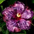 20 Seeds - Dark Purple Pink Hibiscus Seeds - Beautiful Flower Home Garden #trck7