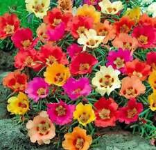 100 Seeds - Bright Mix Moss Rose Seeds - Beautiful Flower Home Garden #trck7