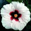 20 Seeds - White Red Hibiscus Seeds - Beautiful Flower Home Garden #trck7