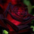 10 Seeds - Black Red Rose Seeds Flower - Beautiful Flower Home Garden #trck7