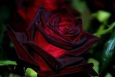 10 Seeds - Black Red Rose Seeds Flower - Beautiful Flower Home Garden #trck7