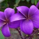 5 Seeds - Purple Plumeria Seeds Plants Flower - Beautiful Flower Home Garden #trck7