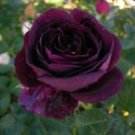 10 Seeds - Dark Purple Rose Seeds Flower Bush - Beautiful Flower Home Garden #trck7