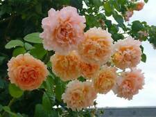 10 Seeds - Climbing Double Orange Rose Seeds - Beautiful Flower Home Garden #trck7