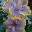 20 Seeds - Purple Yellow Hibiscus Seeds - Beautiful Flower Home Garden #trck7