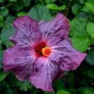 20 Seeds - Purple Hibiscus Seeds Flowers - Beautiful Flower Home Garden #trck7