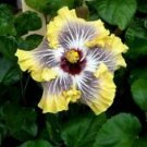20 Seeds - White Yellow Black Hibiscus Seeds - Beautiful Flower Home Garden #trck7