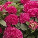 5 Seeds - Paris Hydrangea Seeds Perennial Hardy Garden Shrub - Beautiful Flower Home Garden #trck7