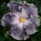20 Seeds - Silver White Hibiscus Seeds Flowers - Beautiful Flower Home Garden #trck7