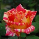 10 Seeds - Red Orange Rose Seeds Flower Bush - Beautiful Flower Home Garden #trck7