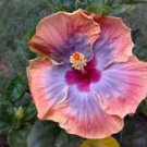 20 Seeds - Pink Purple Hibiscus Seeds Flowers - Beautiful Flower Home Garden #trck7