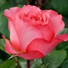 10 Seeds - Double Pink Rose Seeds Flower Bush - Beautiful Flower Home Garden #trck7