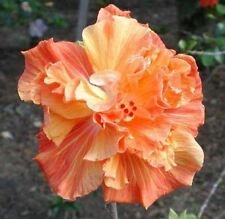 20 Seeds - Double Yellow Orange Hibiscus Seeds - Beautiful Flower Home Garden #trck7