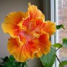 20 Seeds - Orange Yellow Hibiscus Seeds - Beautiful Flower Home Garden #trck7