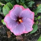 20 Seeds - Light Purple Pink Hibiscus Seeds - Beautiful Flower Home Garden #trck7