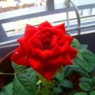 10 Seeds - Red Rose Seeds Flower Bush Perennial Bloom - Beautiful Flower Home Garden #trck7