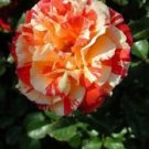 10 Seeds - Double Yellow Orange Rose Seeds - Beautiful Flower Home Garden #trck7