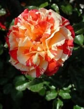 10 Seeds - Double Yellow Orange Rose Seeds - Beautiful Flower Home Garden #trck7