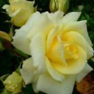 10 Seeds - Light Yellow Rose Seeds Flower Bush Perennial - Beautiful Flower Home Garden #trck7
