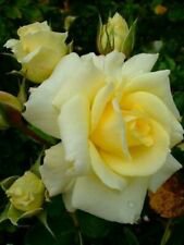 10 Seeds - Light Yellow Rose Seeds Flower Bush Perennial - Beautiful Flower Home Garden #trck7