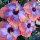 20 Seeds - Pink Blue Hibiscus Seeds Perennial Flower Seed - Beautiful Flower Home Garden #trck7